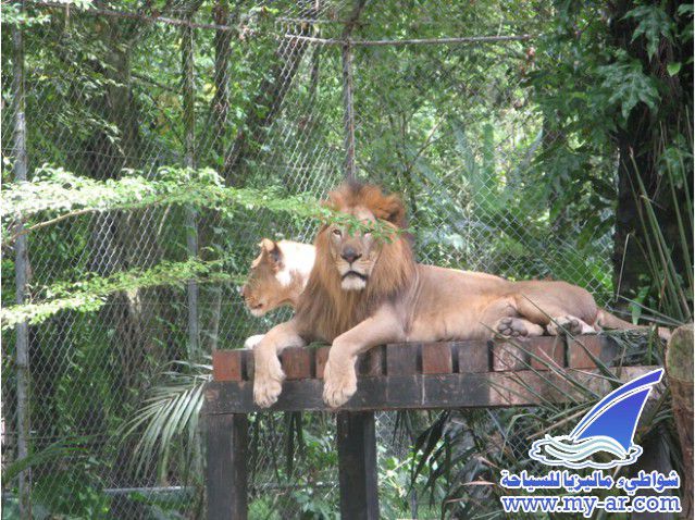 Zoo Kuala Lumpur